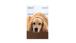 Unser Bürohund Anton ;)