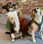 VOQUZ Bürohunde