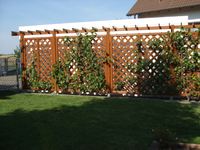 Pergola