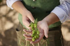 Hopfen aus der Region