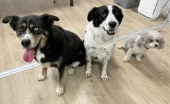 Brave Bürohunde herzlich willkommen!