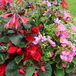 Sommerblumen