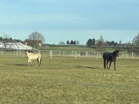 Koppeln