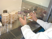 Laboruntersuchung: Mikrobiologie-1; Cleanbench