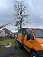 Baumpflege
