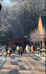 Auf dem Weg zur Wiese