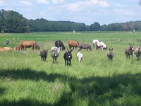 Auf der Weide