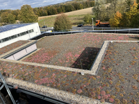 Flachdach mit frischer Dachbegrünung