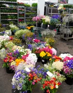 Sommerflor frisch vom Gärtner 