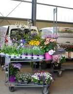 Großhandel für Blumen und Pflanzen - Beispiel Einkauf 1