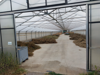 Trocknung der Ernte im Gewächshaus