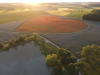 Auf zehn Hektar Fläche blühten in den Jahren 2022 + 2023 Millionen Korn- und Mohnblumen