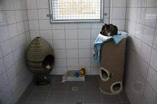 Katzenraum
