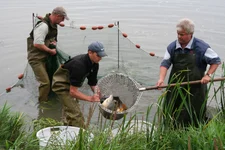 Mit dem Zugnetz werden Fische geerntet.