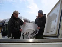 Verladen von Fischen auf Fischtransportbehälter für die Vermarktung.