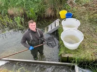 Abfischung von Zandern ZV. Die kleinen Fische schwimmen mit dem Wasser in eine Abfischrinne.