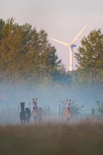 Unsere Fohlen im Jahr 2024 auf der Wiese