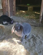 Einer unserer Hasis