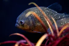 Roter Piranha in Zierfischverkaufsanlage