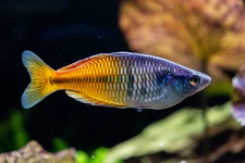 Regenbodenfisch in Zierfischverkaufsanlage