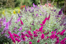 Sommerflieder Buddleja `Summer Kids´