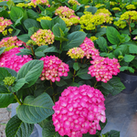 Hortensie Diva fiore