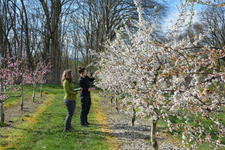 Bonitur von Blüten im Frühjahr