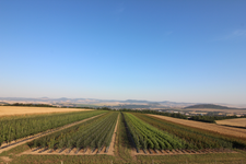 Feld mit Steinobstbäumen, welche in den Verkauf gehen