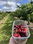 Fruchtbonitur bei Kirschen 