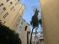 Baumfällung von zwei abgestorbenen Bäumen  ACTION BITTE 