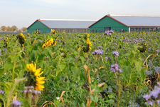 Bienenwiese